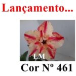 ENXERTO COR LM 461