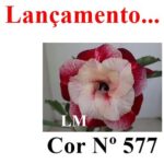 ENXERTO COR LM 577
