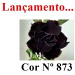 ENXERTO COR LM 873