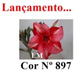 ENXERTO COR LM 897