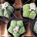 Sementes de cactos ASTROPHYTUM KIKKO