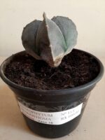ASTROPHYTUM MYRIOSTIGMA Nº 113 – 4 QUINAS – vaso 15 - Imagem 2