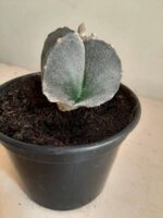 ASTROPHYTUM MYRIOSTIGMA Nº 113 – 4 QUINAS – vaso 15 - Imagem 7