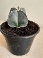 ASTROPHYTUM MYRIOSTIGMA Nº 113 – 4 QUINAS – vaso 15 - Imagem 6