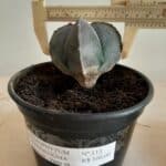 ASTROPHYTUM MYRIOSTIGMA Nº 113 – 4 QUINAS – vaso 15