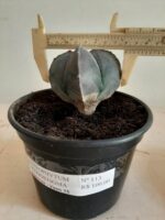 ASTROPHYTUM MYRIOSTIGMA Nº 113 – 4 QUINAS – vaso 15