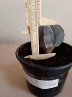 ASTROPHYTUM MYRIOSTIGMA Nº 113 – 4 QUINAS – vaso 15 - Imagem 5