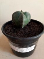 ASTROPHYTUM MYRIOSTIGMA Nudum – 4 QUINAS Nº 108 – vaso 15 - Imagem 2