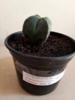 ASTROPHYTUM MYRIOSTIGMA Nudum – 4 QUINAS Nº 108 – vaso 15 - Imagem 6