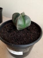 ASTROPHYTUM MYRIOSTIGMA Nudum – 4 QUINAS Nº 108 – vaso 15 - Imagem 7