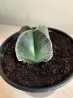 ASTROPHYTUM MYRIOSTIGMA Nudum – 4 QUINAS Nº 108 – vaso 15 - Imagem 9