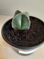 ASTROPHYTUM MYRIOSTIGMA Nudum – 4 QUINAS Nº 108 – vaso 15 - Imagem 10