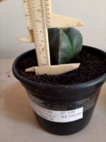ASTROPHYTUM MYRIOSTIGMA Nudum – 4 QUINAS Nº 108 – vaso 15 - Imagem 4