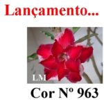 ENXERTO COR LM 963