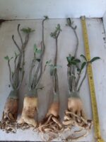 KIT mix de 4 plantas simples/dobradas (sem identificação) - Imagem 6