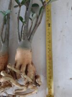 KIT mix de 4 plantas simples/dobradas (sem identificação) - Imagem 4