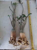 KIT mix de 2 plantas simples/dobradas (sem identificação) - Imagem 3