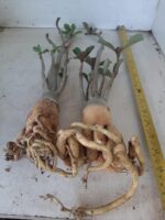 KIT mix de 2 plantas simples/dobradas (sem identificação) - Imagem 5