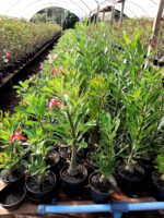 KIT mix de 2 plantas simples/dobradas (sem identificação) - Imagem 8