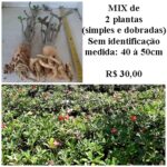 KIT mix de 2 plantas simples/dobradas (sem identificação)
