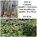 KIT mix de 4 plantas simples/dobradas (sem identificação)