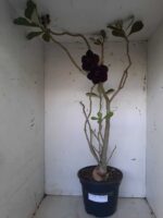 Planta Dobrada 1399 – 75cm – 04 anos - Imagem 2