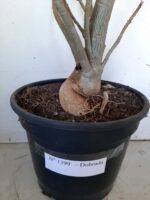 Planta Dobrada 1399 – 75cm – 04 anos - Imagem 11