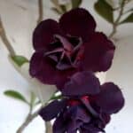 Planta Dobrada 1399 – 75cm – 04 anos