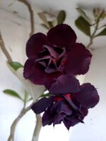 Planta Dobrada 1399 – 75cm – 04 anos