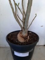 Planta Dobrada 1399 – 75cm – 04 anos - Imagem 10