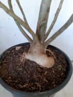 Planta Dobrada 1399 – 75cm – 04 anos - Imagem 9