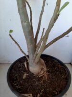 Planta Dobrada 1399 – 75cm – 04 anos - Imagem 8