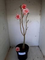 Planta Dobrada 1405 – 35cm – 02 anos - Imagem 2