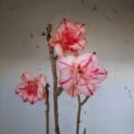 Planta Dobrada 1405 – 35cm – 02 anos