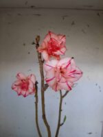 Planta Dobrada 1405 – 35cm – 02 anos