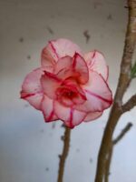 Planta Dobrada 1405 – 35cm – 02 anos - Imagem 3