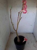 Planta Dobrada 1405 – 35cm – 02 anos - Imagem 6