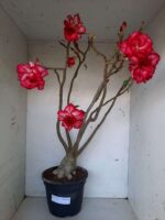 Planta Dobrada 1437 – 60cm – 05 anos