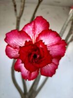 Planta Dobrada 1437 – 60cm – 05 anos - Imagem 3