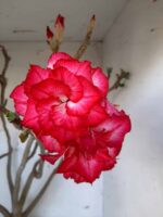 Planta Dobrada 1437 – 60cm – 05 anos - Imagem 5