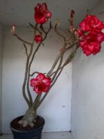 Planta Dobrada 1437 – 60cm – 05 anos - Imagem 8