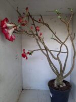 Planta Dobrada 1437 – 60cm – 05 anos - Imagem 6