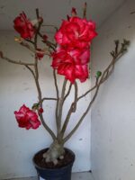 Planta Dobrada 1437 – 60cm – 05 anos - Imagem 4