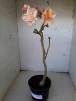 Planta Dobrada 1481 – 35cm – 02 anos - Imagem 2