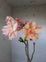 Planta Dobrada 1481 – 35cm – 02 anos