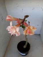 Planta Dobrada 1481 – 35cm – 02 anos - Imagem 4