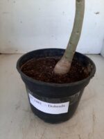 Planta Dobrada 1481 – 35cm – 02 anos - Imagem 6