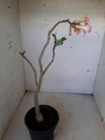 Planta Dobrada 1481 – 35cm – 02 anos - Imagem 5