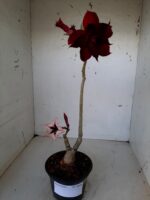 ENXERTO 9898 – 22cm (cor LM 424 e LM 488) - Imagem 10