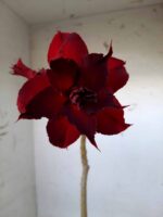 ENXERTO 9898 – 22cm (cor LM 424 e LM 488) - Imagem 3